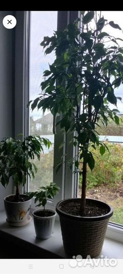 Комнатные растения