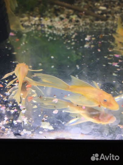 Анциструс вуалевый. Креветки