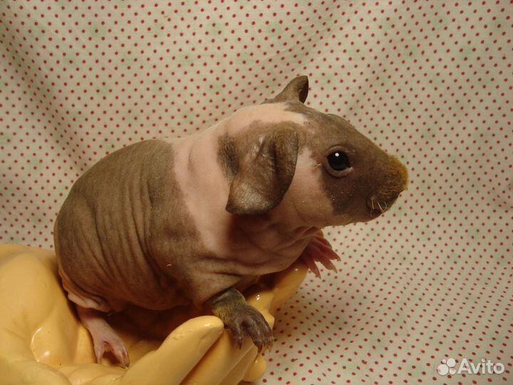 Морские свинки скинни