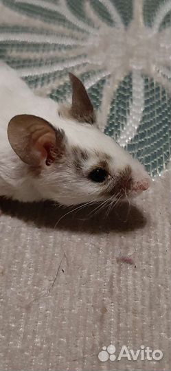 Мышки декоративные