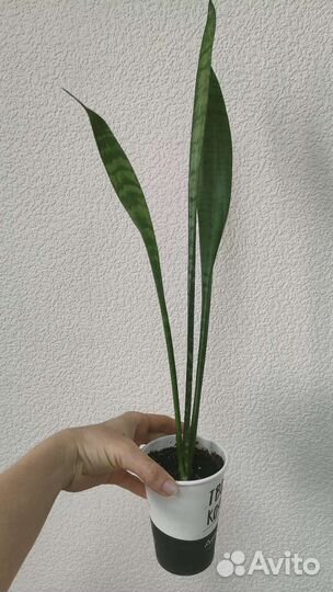 Сансевиерия. Тещин язык
