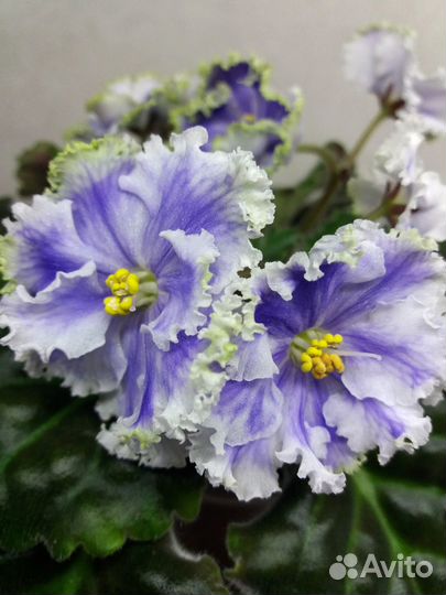 Фиалки сортовые детки