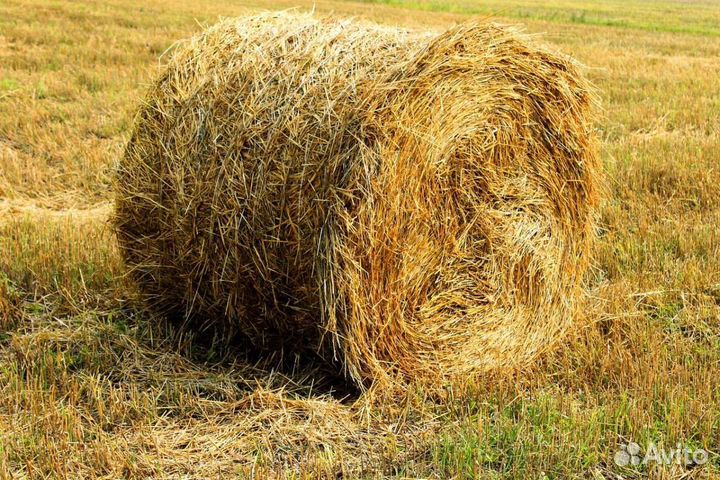 Солома в тюках