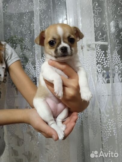 Чихуахуа мини