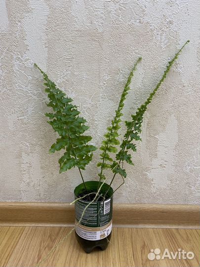 Папоротник кудрявый