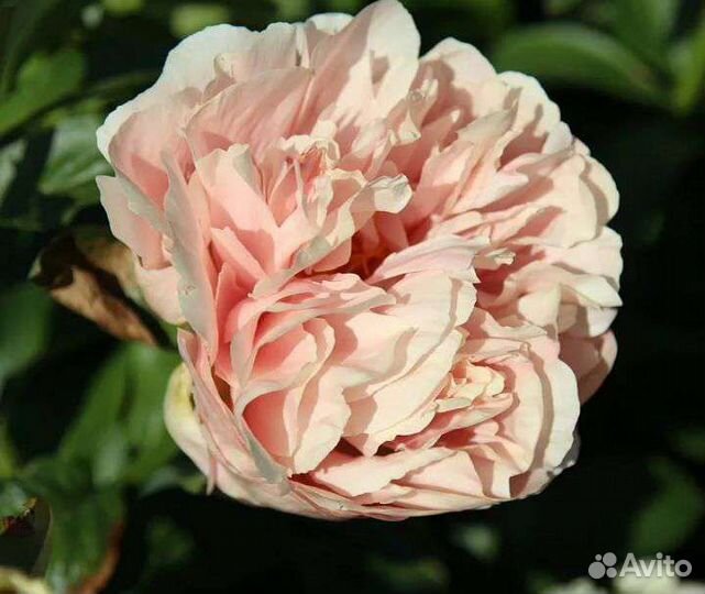 Пионы саженцы