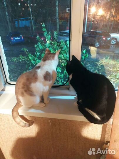 Передержка