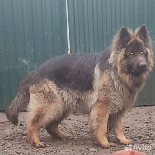 Немецкая овчарка вязка кобель