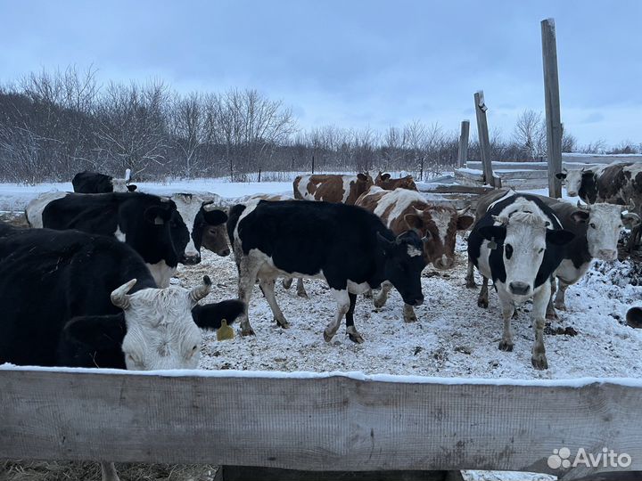 Коровы,коровый дойные,Бычки.Бараны.Телята