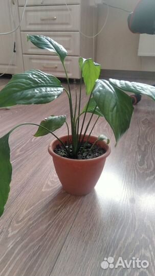 Цветок спатифиллум