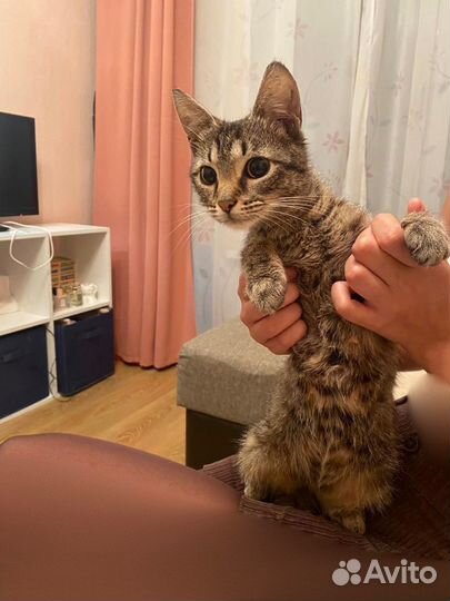 Ласковая кошечка-подросток ищет родителей