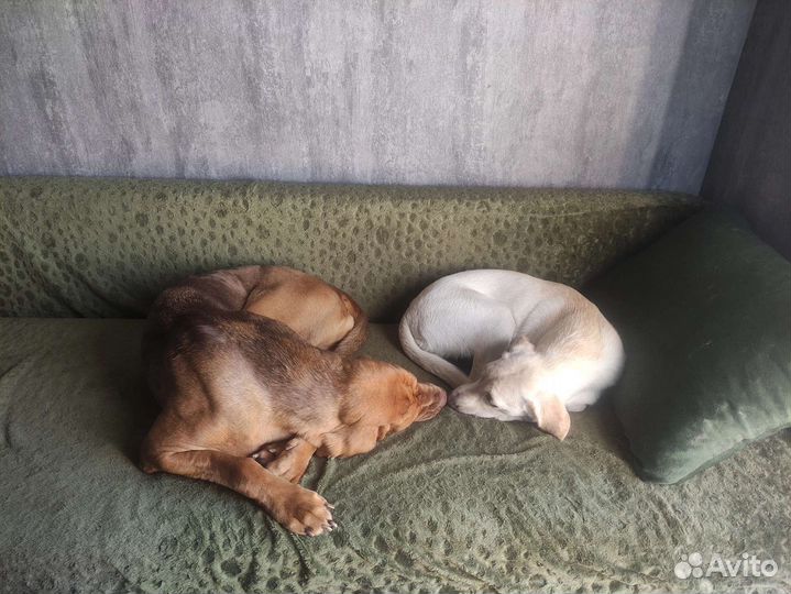 Зоогостиница