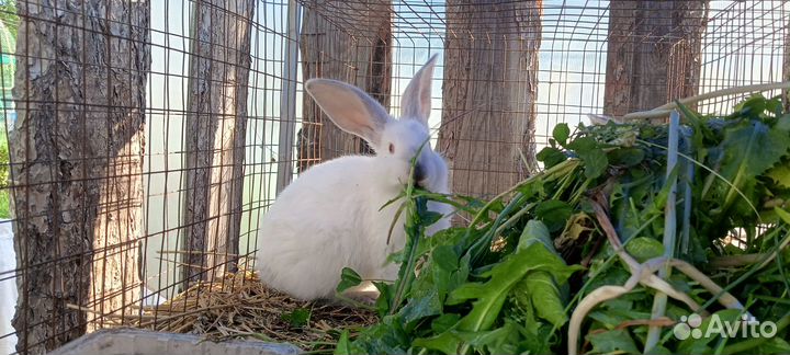 Крольчата