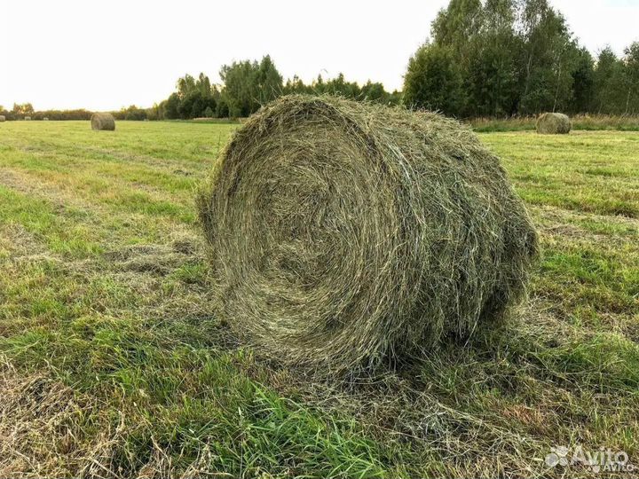Сено в рулонах