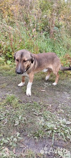 Родители разводятся,заберите Арчи