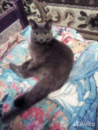 Кастрация котов, кошек, гигиеническая стрижка