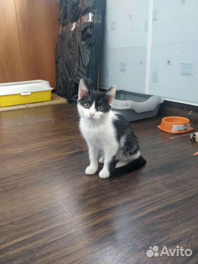 Котенок девочка