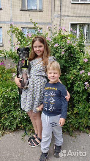 Маленькая собака в добрые руки