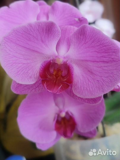 Орхидея фаленопсис