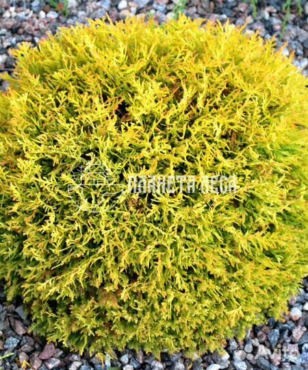 Туя западная Даника шарообразная Морозостойка