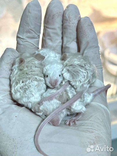 Сатиновые тексельные мышки