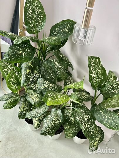 Диффенбахия крупнолистная