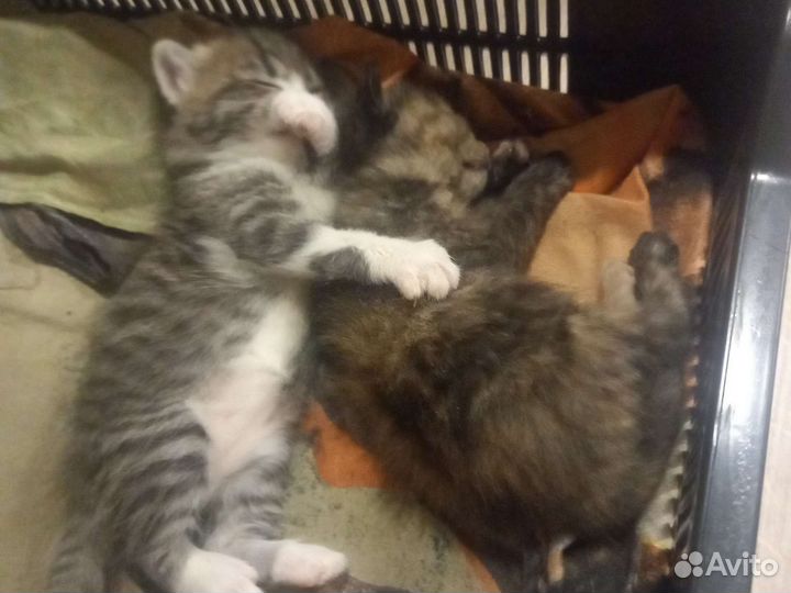 Котята в добрые руки