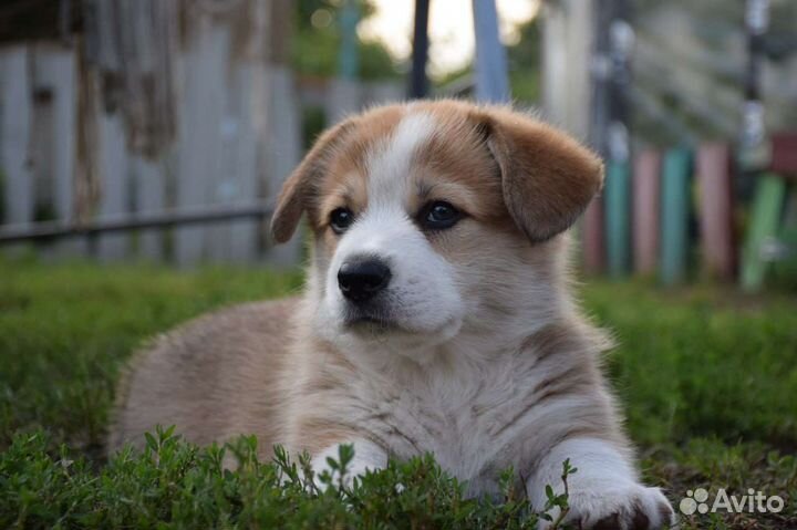 Продам щенка пемброка