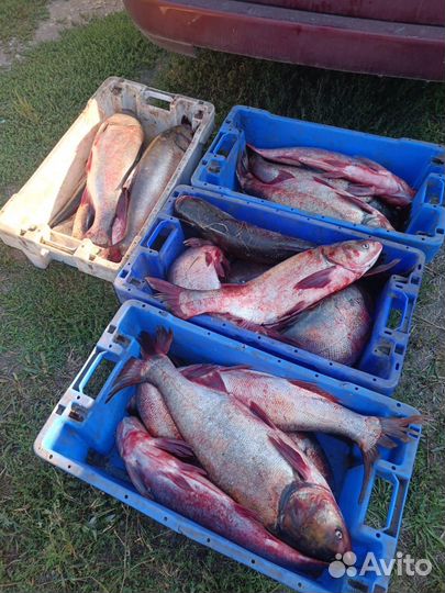 Живая рыба Толстолоб и Белый Амур