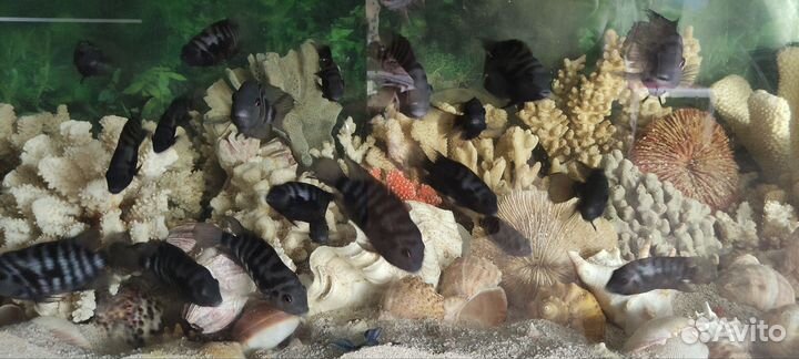 Рыбки аквариумные Цихлиды