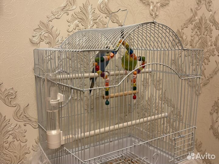 Волнистый попугай