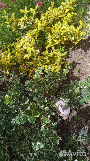 Многолетние цветы