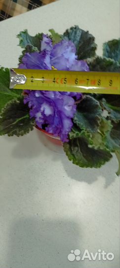 Сортовые фиалки цветущие