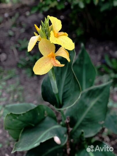 Канна Крози