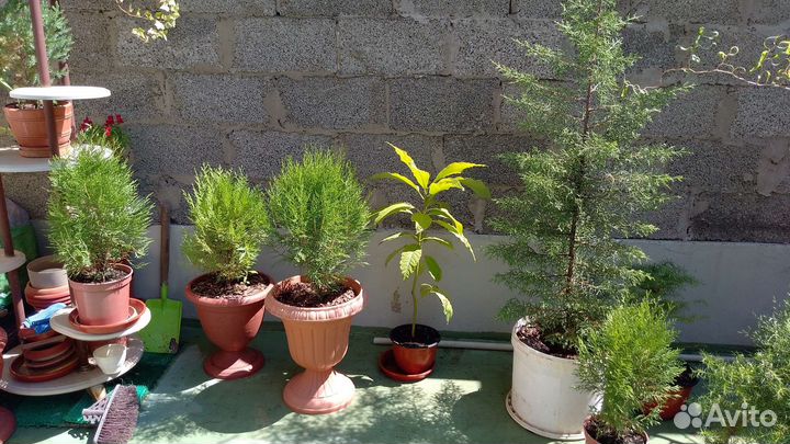 Туя, кипарисовик, пальмы, ива и др