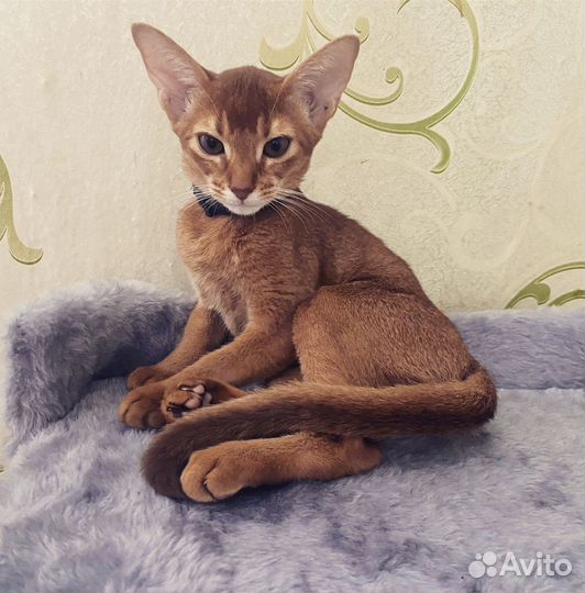 Абиссинская кошка