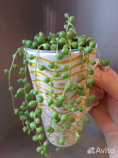 Сенецио (крестовник) Роули