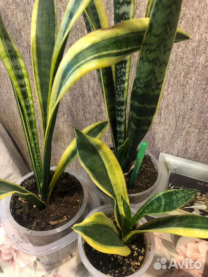 Сансевиерия сортовая