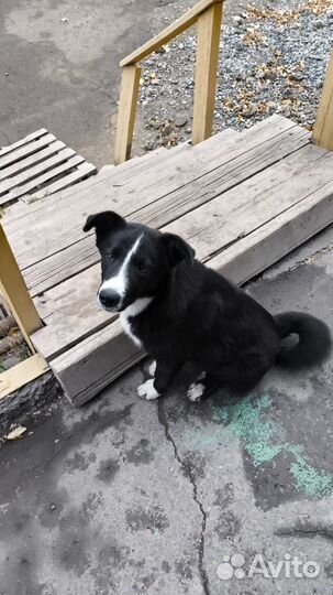 Щенок подросток