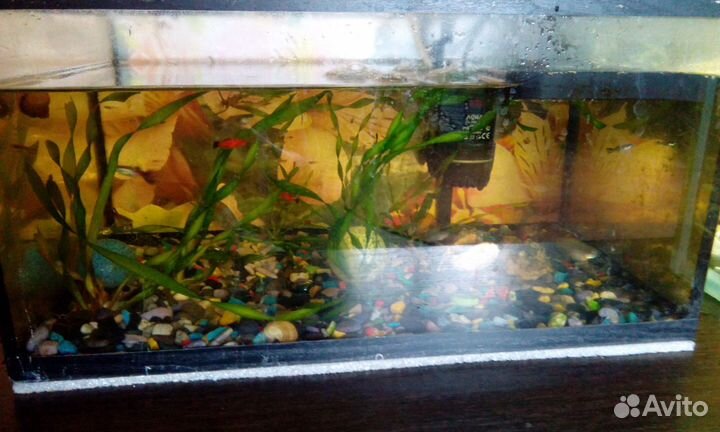 Продам рыбок Гуппи