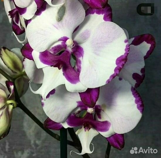 Орхидея фаленопсис биг лип