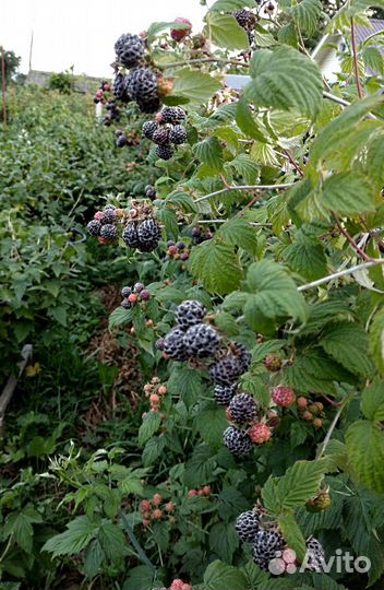 Саженцы черной малины Кумберленд, черной смородины