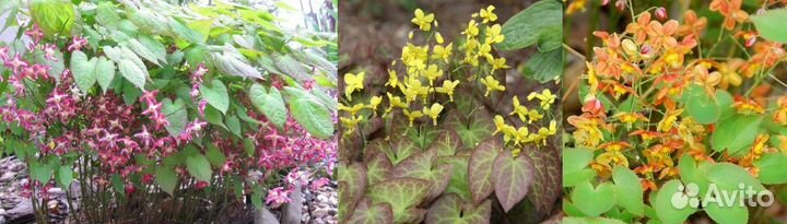Белая сирень, декор. кустарники,девичий виноград