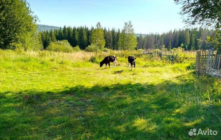 Первотёлка, телята