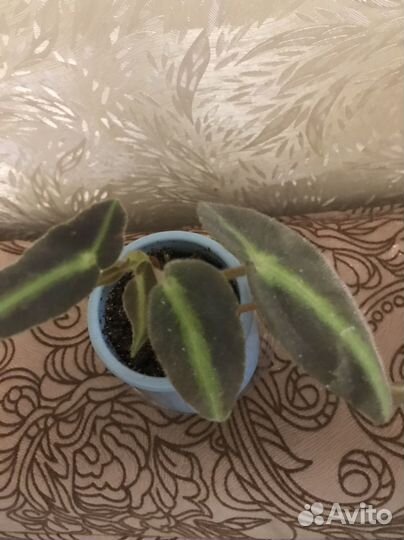 Бегония листада