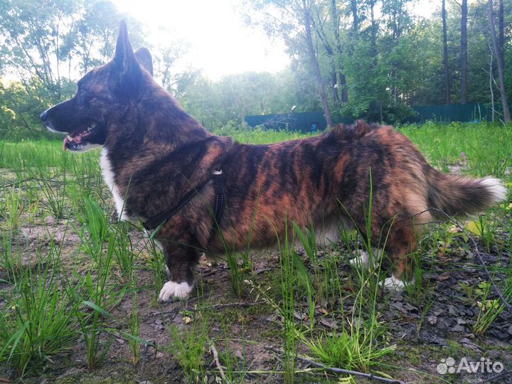 Вельш-корги кардиган вязка