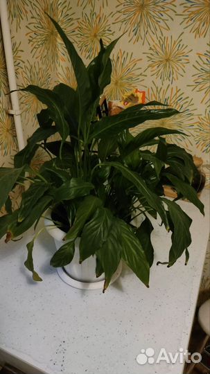 Спатифиллум