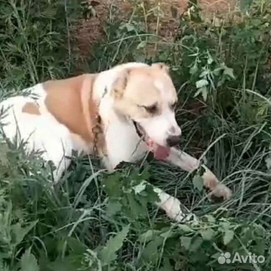 Адам ищет дом
