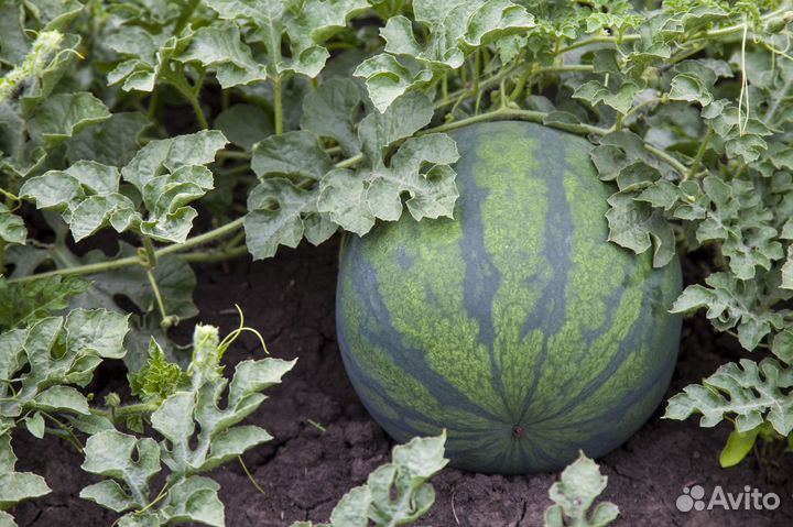 Семена безсемянного арбуза Синсемия F1