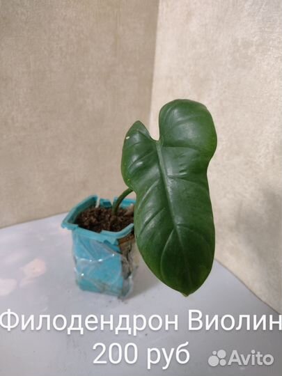 Филодендроны часть 1